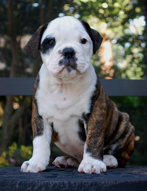 hermes olde english bulldogge puppies for sale|original old english bulldog.